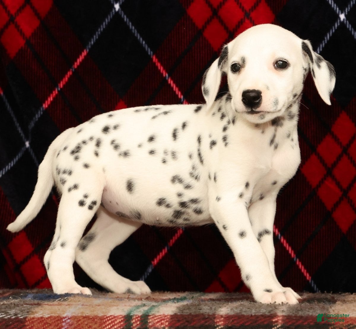 Dalmatian dogs Daisy - Ad 2