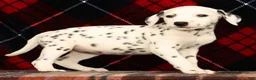 Dalmatian dogs for sale: Daisy - Ad 2