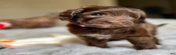 Labradoodle dogs for sale: Demi - Ad 1