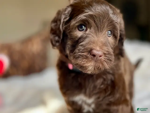 Labradoodle dogs for sale: Milo - Ad 1