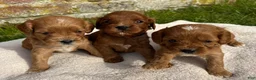 Cavapoo dogs for sale: Katie  - Ad 13