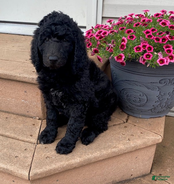 Standard Poodle dogs Topaz- genetic clear - Ad 1