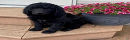 Standard Poodle dogs for sale: Topaz- genetic clear - Ad 1