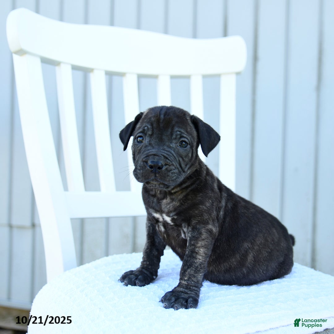 Mixed Breed dogs for sale: Asher - Ad 1