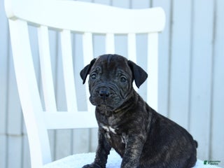 Mixed Breed dogs Asher - Ad 7