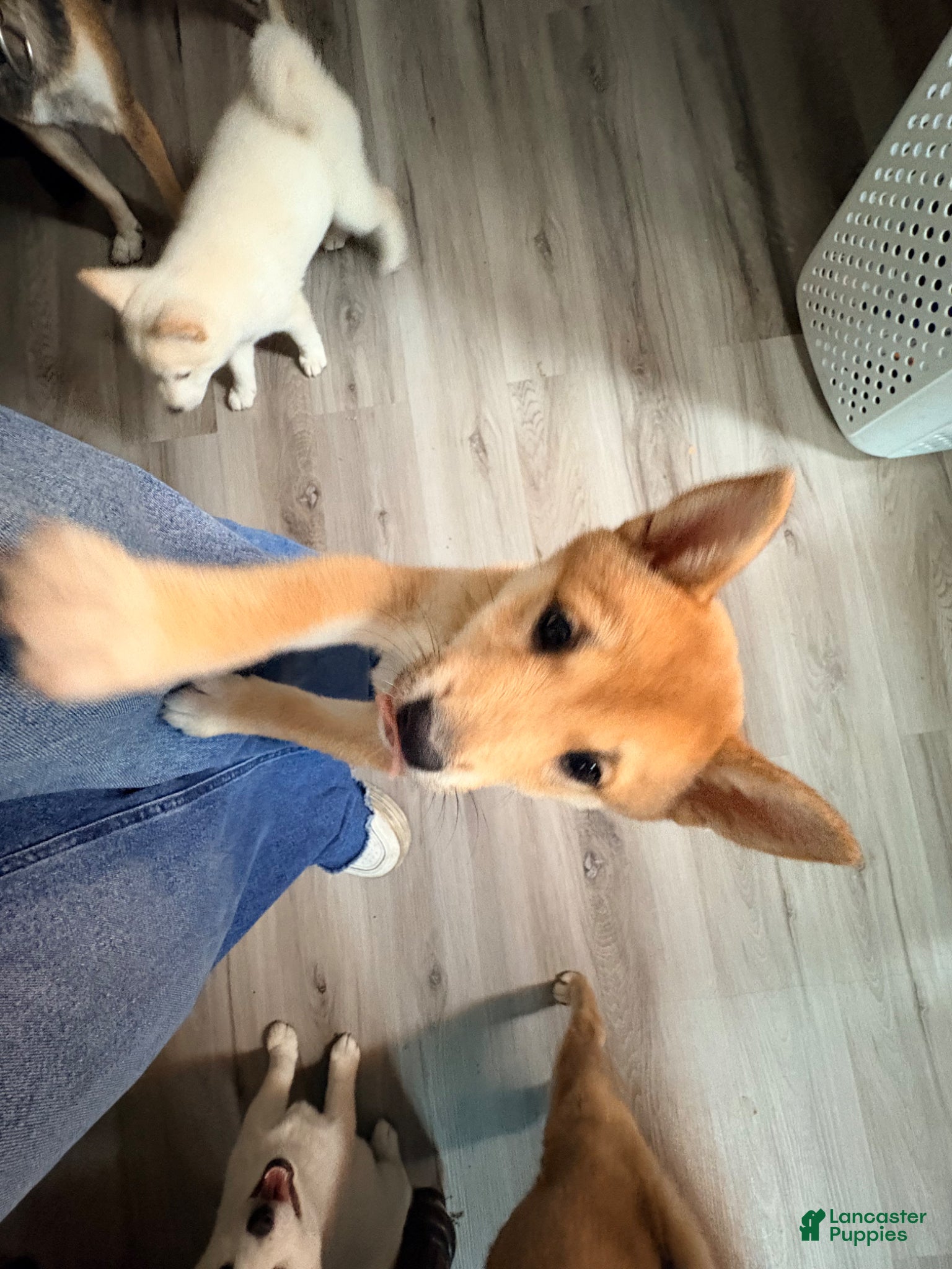 Shiba Inu dogs Sasha - Ad 1