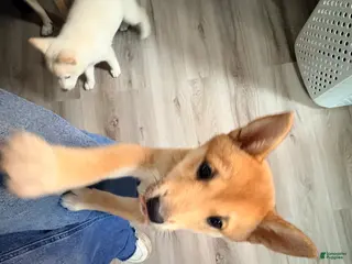 Shiba Inu dogs for sale: Sasha - Ad 2