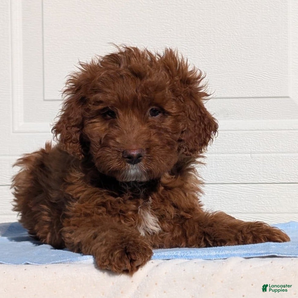 Irish Doodle dogs Tucker - Mini - Ad 3