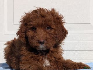 Irish Doodle dogs Tucker - Mini - Ad 3