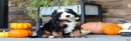 Mini Bernedoodle dogs for sale: Khaby🦴 - Ad 6