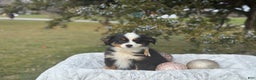 Miniature Australian Shepherd dogs for sale: Taz - Ad 1