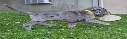 Great Dane dogs for sale: Wheeler - Ad 7