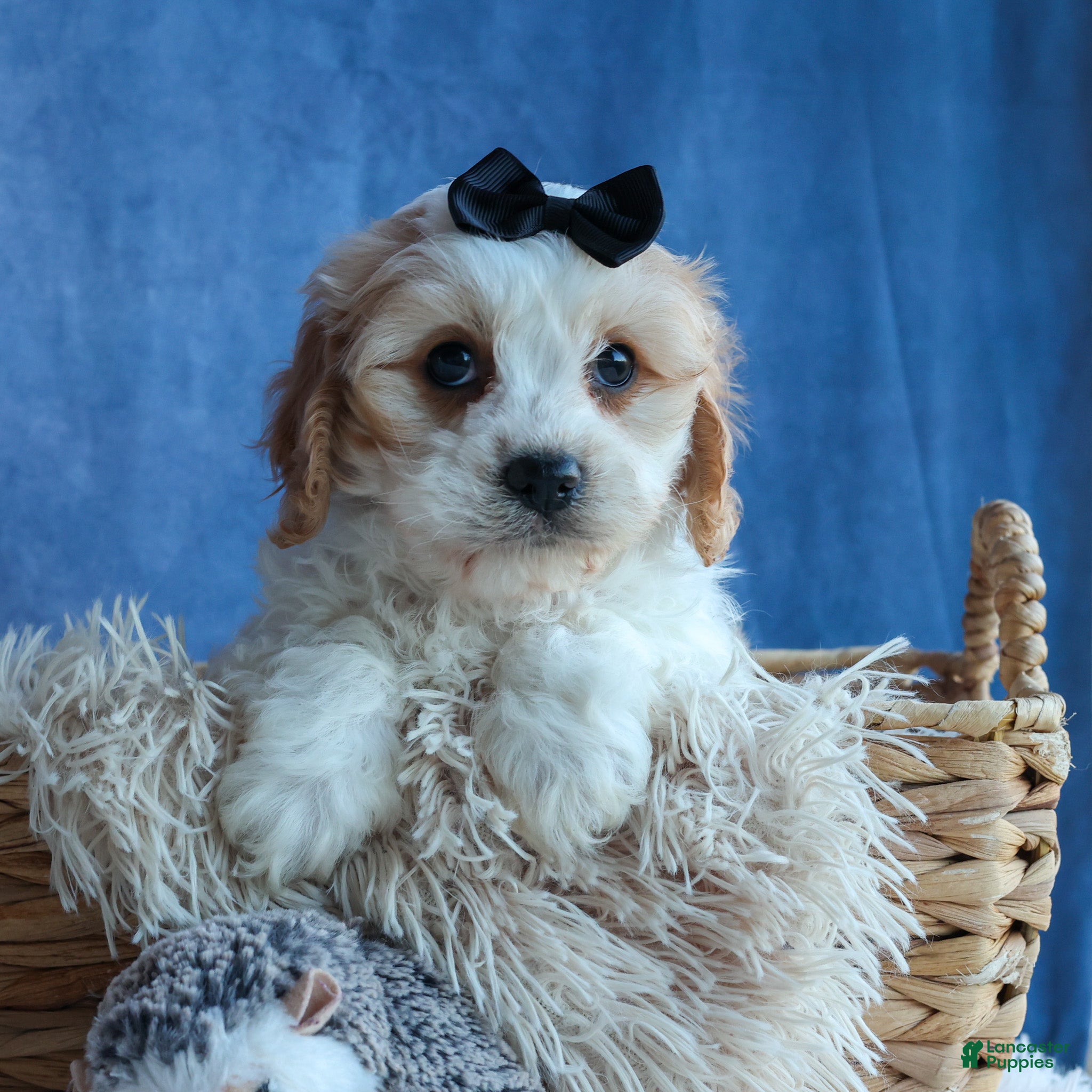 Cavachon dogs LOUIE - Ad 29