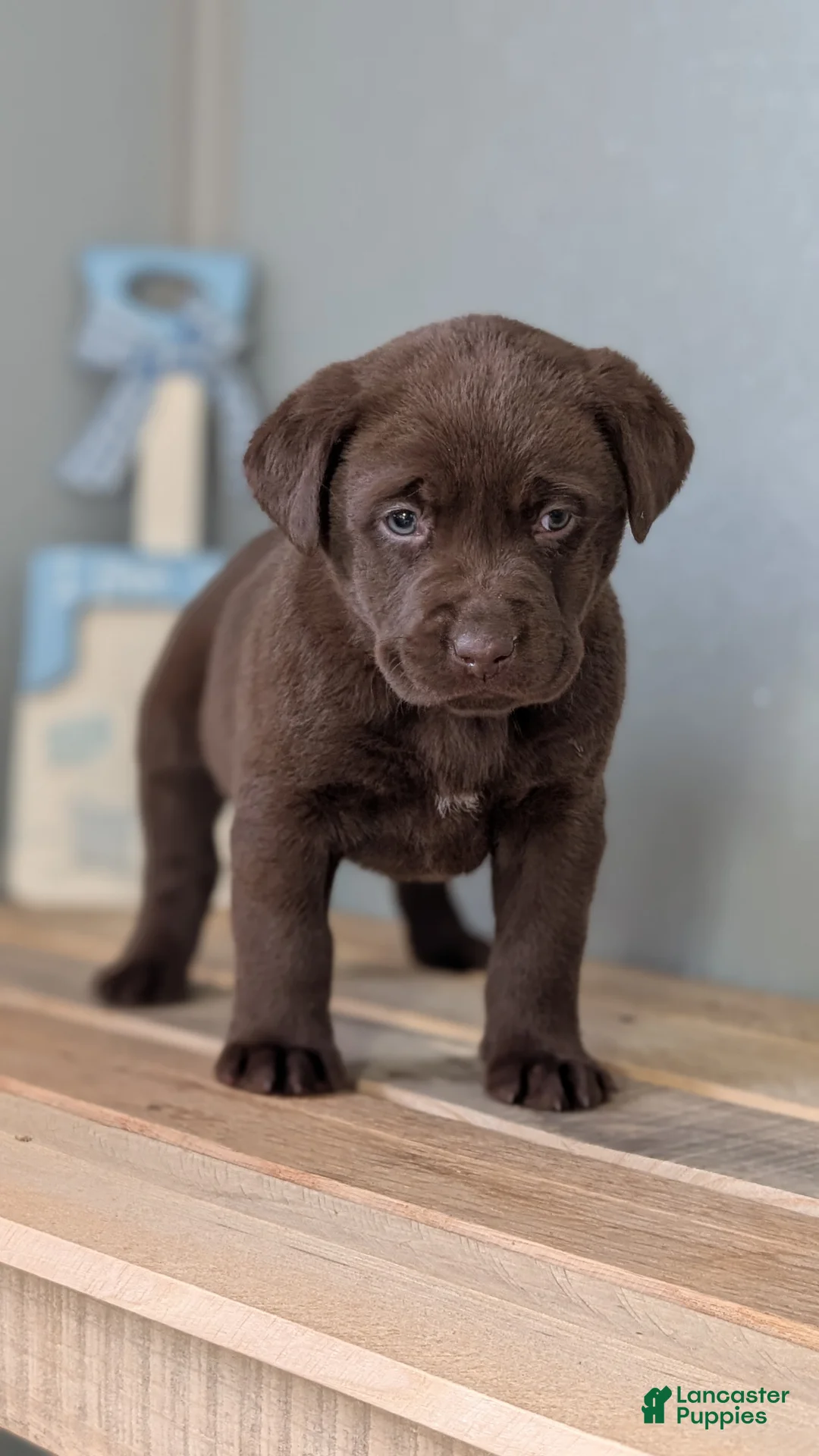 Labrador Retriever dogs for sale: Kobe - Ad 2