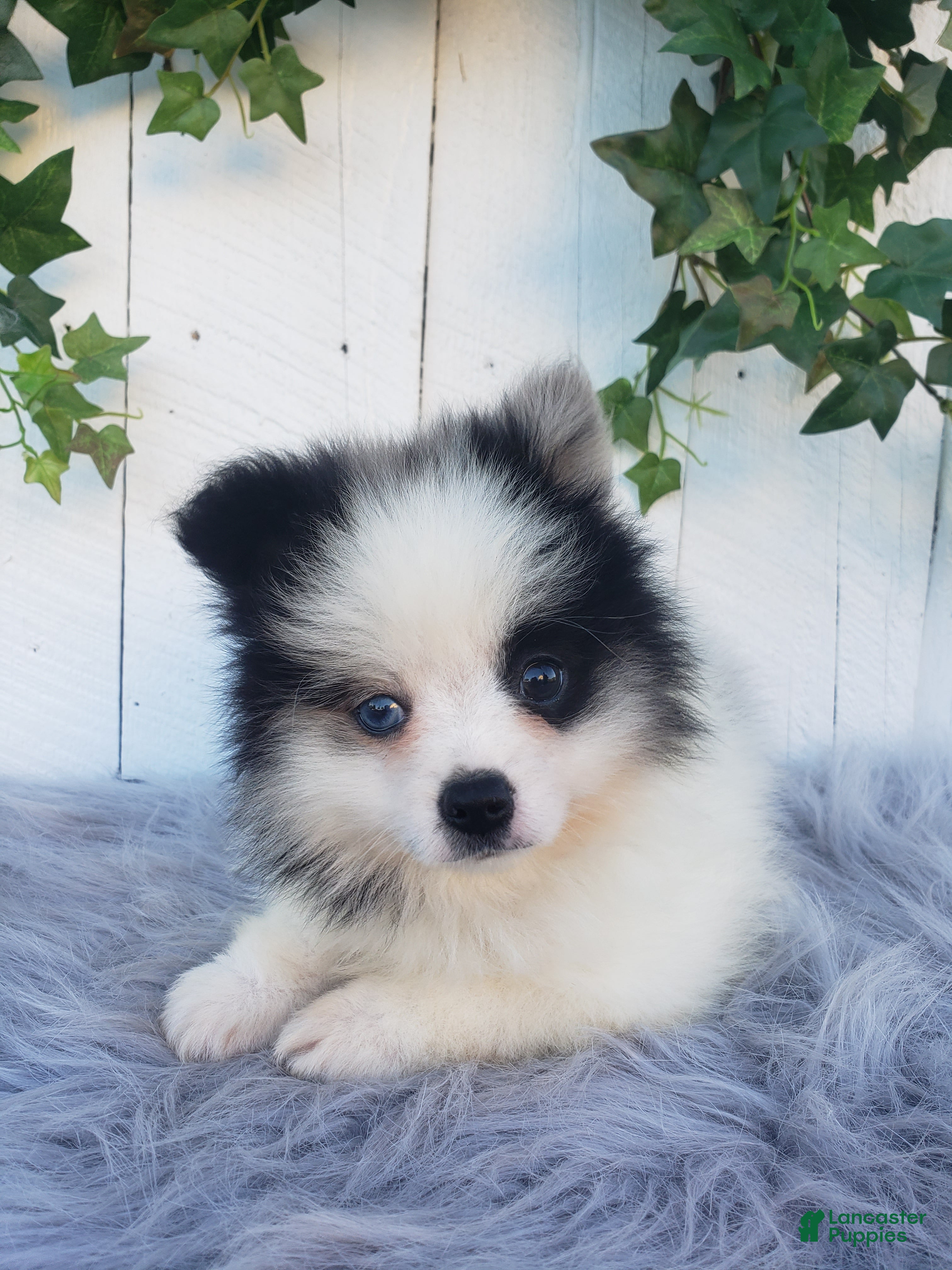 Pomeranian dogs Cody  - Ad 2