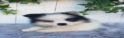 Pomeranian dogs for sale: Cody  - Ad 2