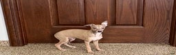Italian Greyhound dogs for sale: Italian Greyhound Puppy 3 - Ad 3