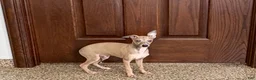 Italian Greyhound dogs for sale: Italian Greyhound Puppy 3 - Ad 3