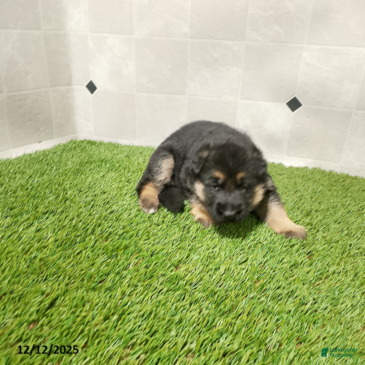 German Shepherd dogs Bella   - Ad 30