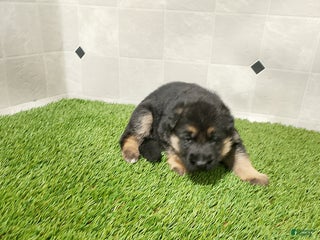 German Shepherd dogs Bella - Ad 21
