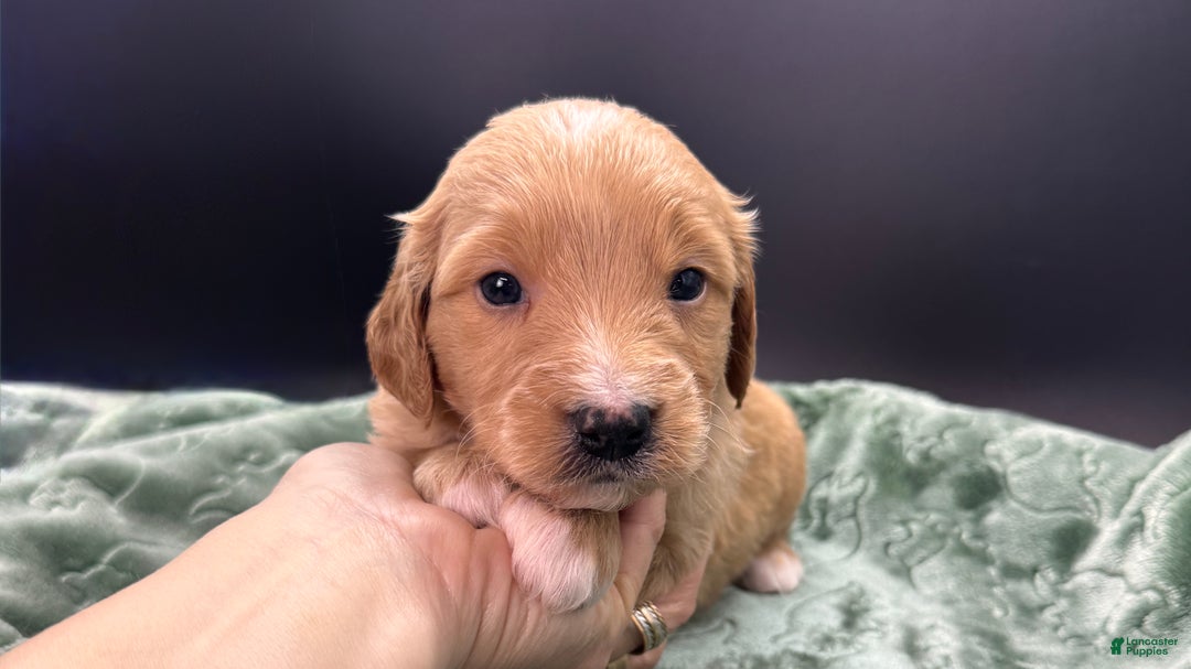 Mini Goldendoodle dogs for sale: Loki F one - Ad 7