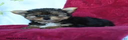 Yorkshire Terrier dogs for sale: Rain - Ad 3