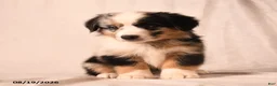 Miniature Australian Shepherd dogs for sale: Pickles - Ad 4