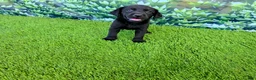 Labrador Retriever dogs for sale: Daisy - Ad 3