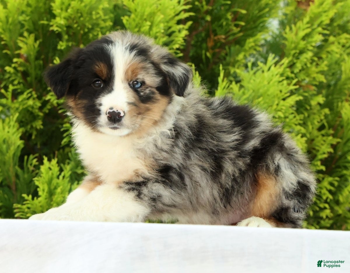 Australian Shepherd dogs for sale: Chip - Ad 4