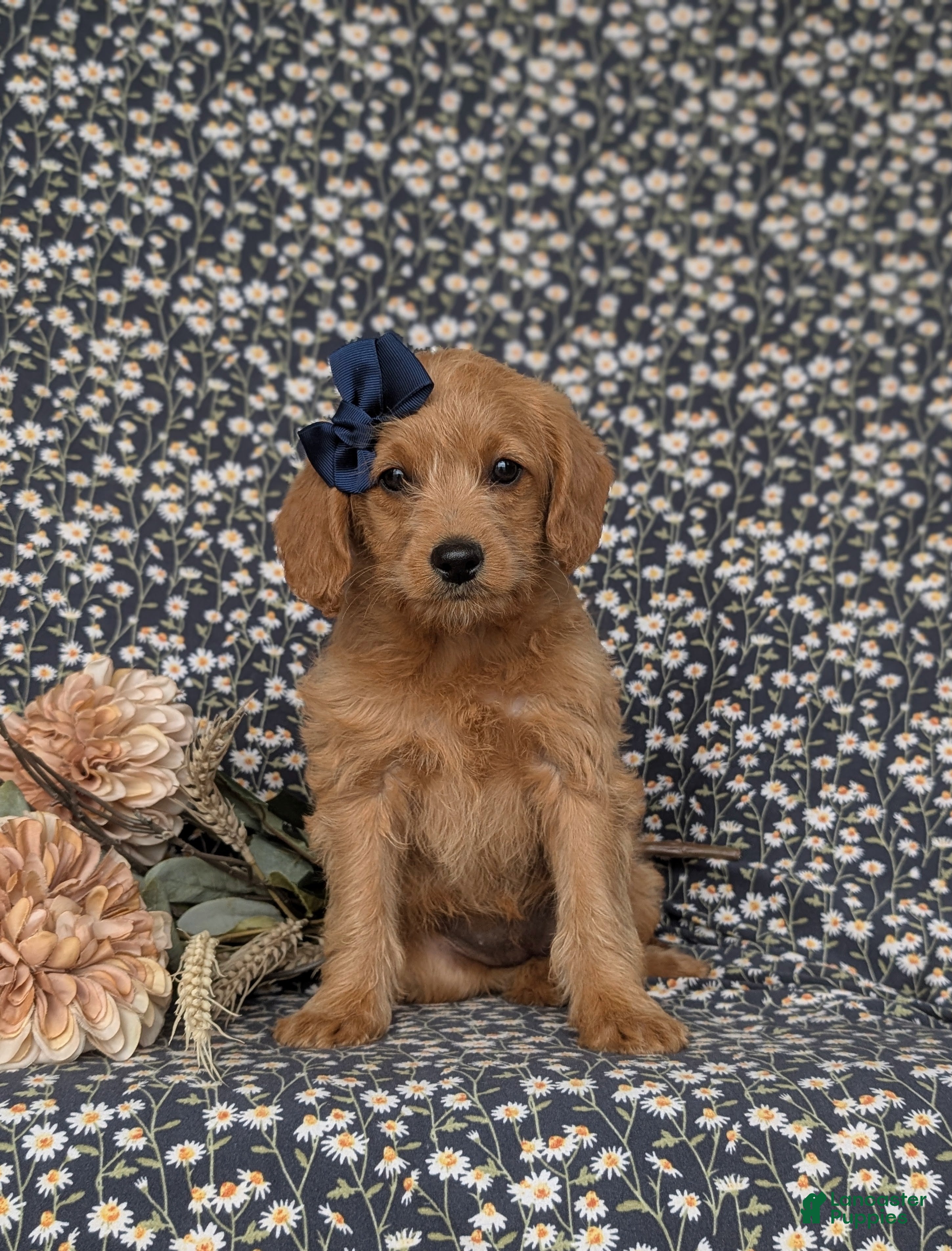 Labradoodle dogs Aimee Hypoallergenic - Ad 18