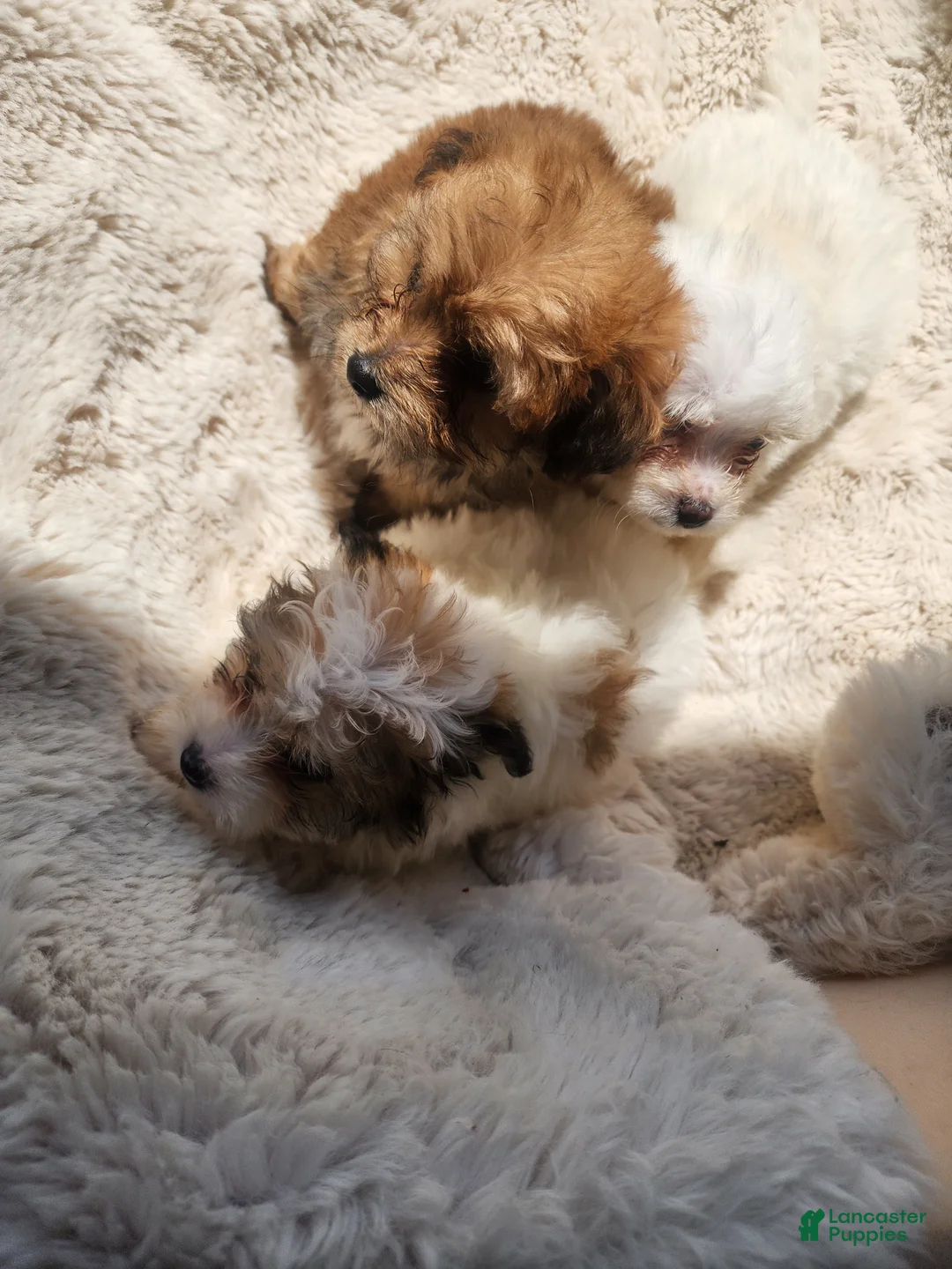Pomapoo dogs for sale: Pomapoo 3 - Ad 3