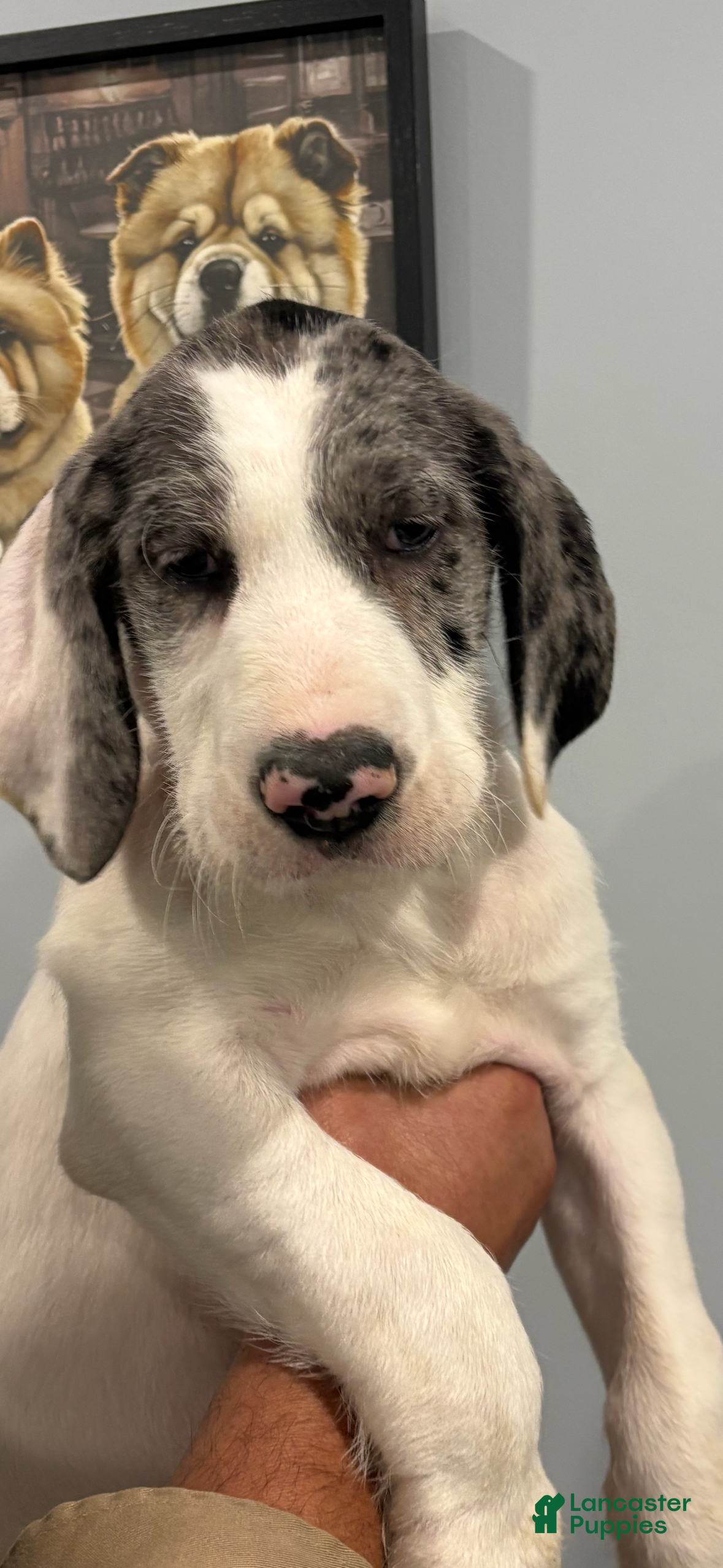 Great Danoodle dogs Great Danoodle 2 - Ad 5