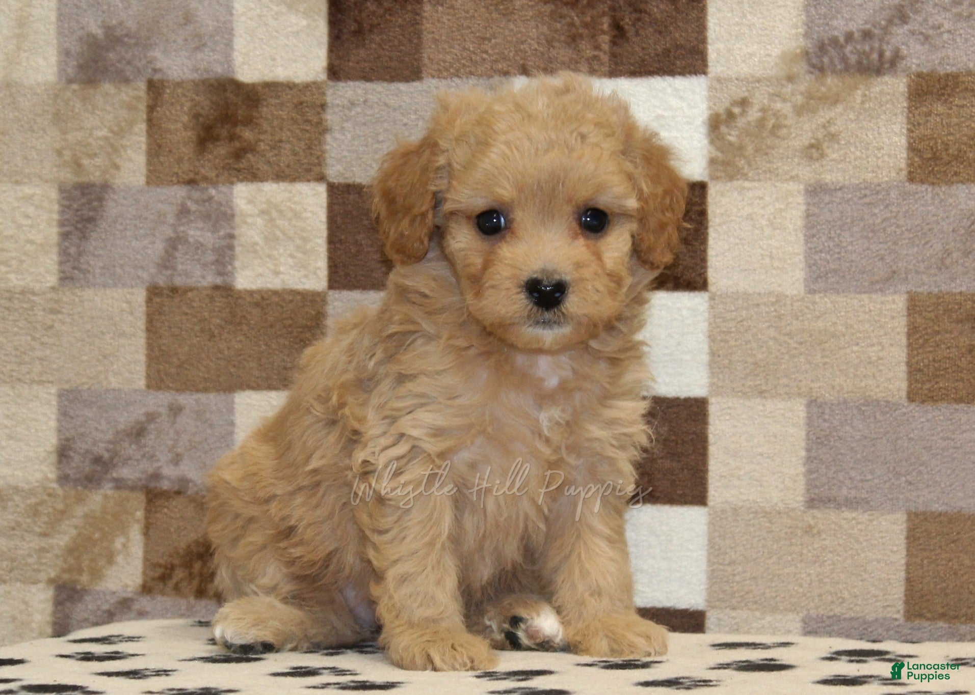 Mixed Breed dogs Marley - Ad 1