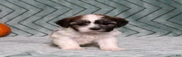 Teddy Bear dogs for sale: Ivy - Ad 5