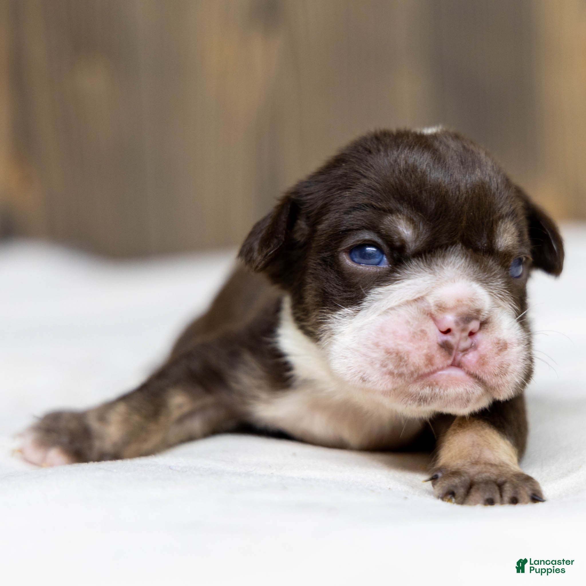 English Bulldog dogs Hershey Drift English Bulldog Puppy  - Ad 1
