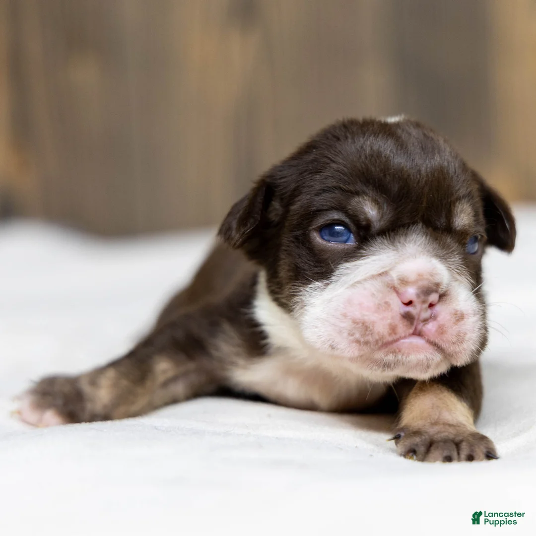 English Bulldog dogs for sale: Hershey Drift English Bulldog Puppy  - Ad 1