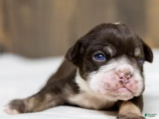 English Bulldog dogs for sale: Hershey Drift English Bulldog Puppy - Ad 1