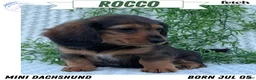 Miniature Dachshund dogs for sale: Riley - Ad 63