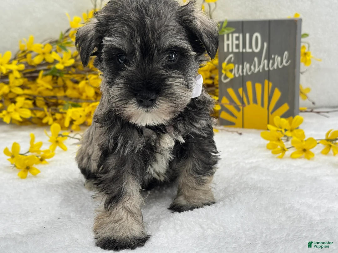 Miniature Schnauzer dogs for sale: Nova Male 4 - Ad 2