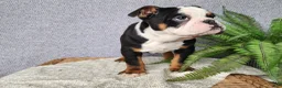 English Bulldog dogs for sale: Easton - Ad 8
