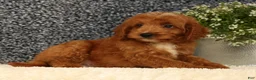 Mini Goldendoodle dogs for sale: Turbo - Ad 3