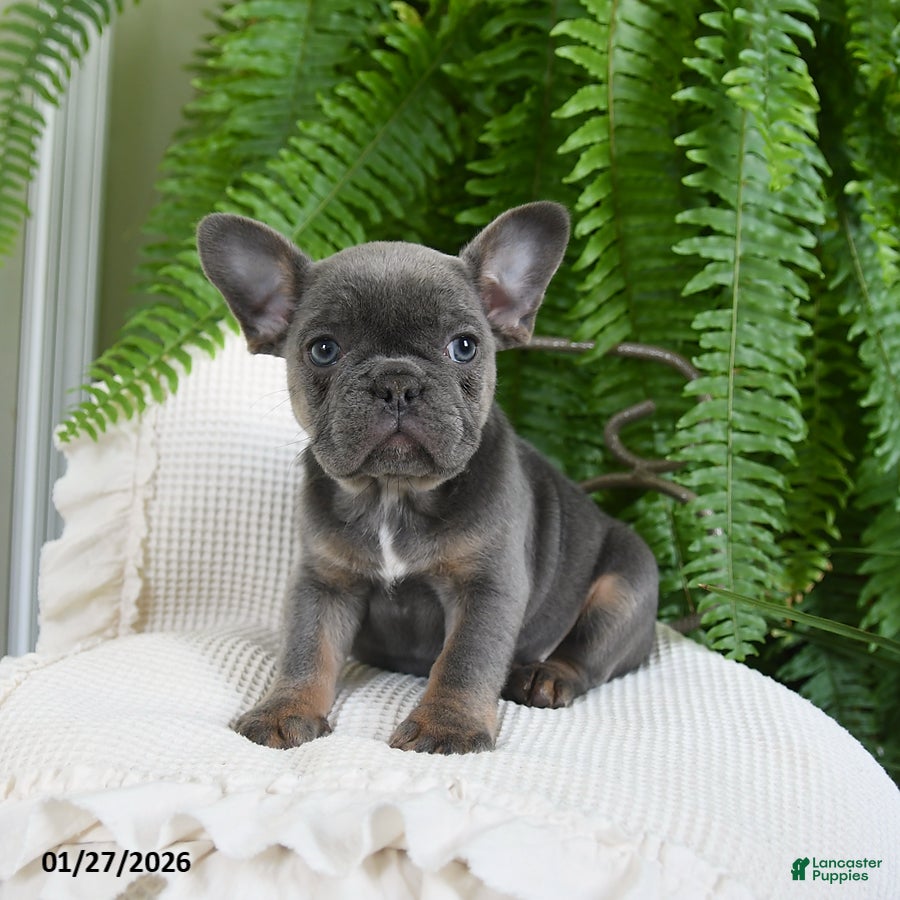 French Bulldog dogs Tracy - Ad 28