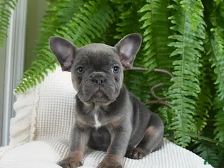 French Bulldog dogs Tracy - Ad 28