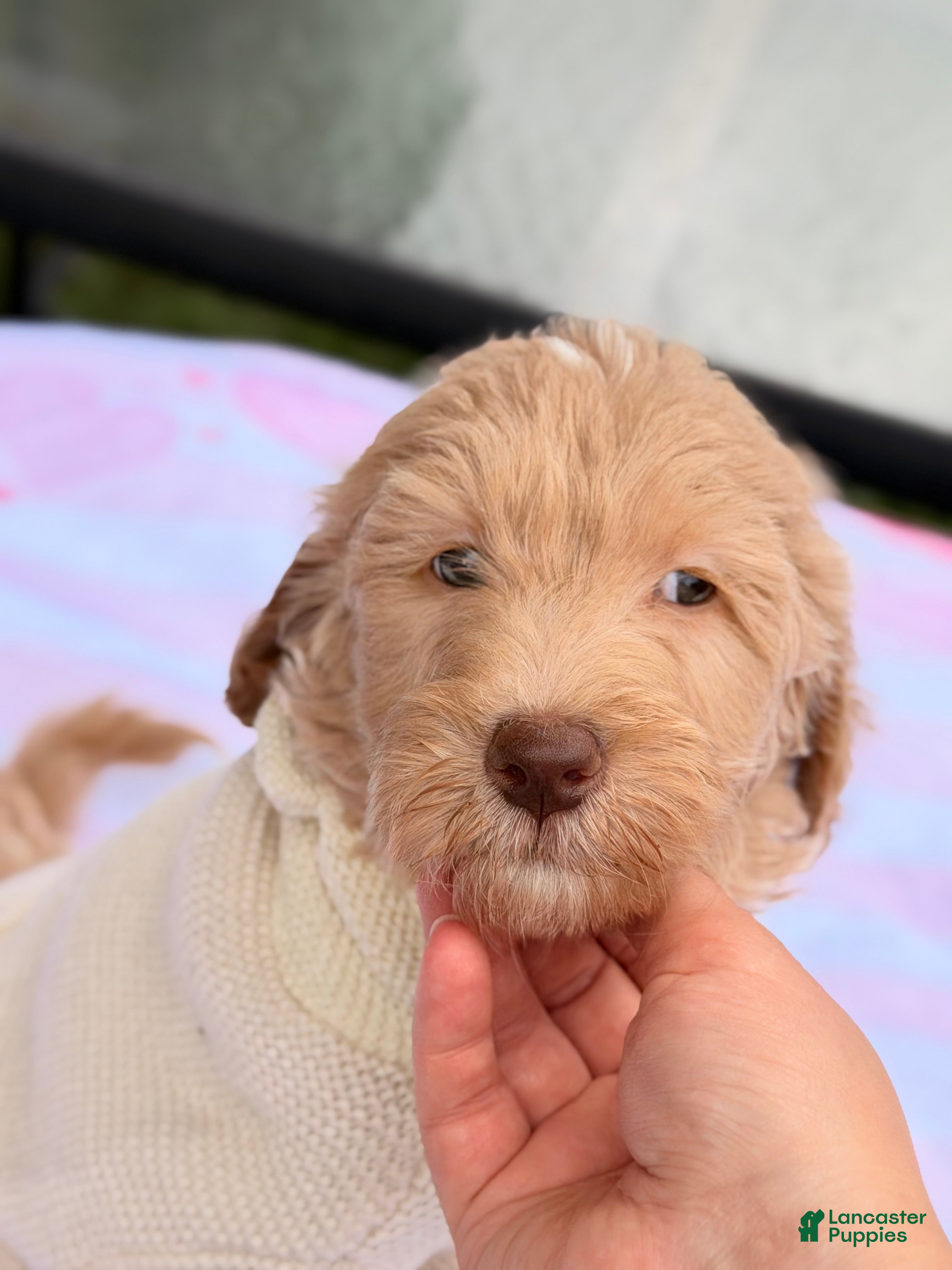 Goldendoodle dogs River - Ad 1