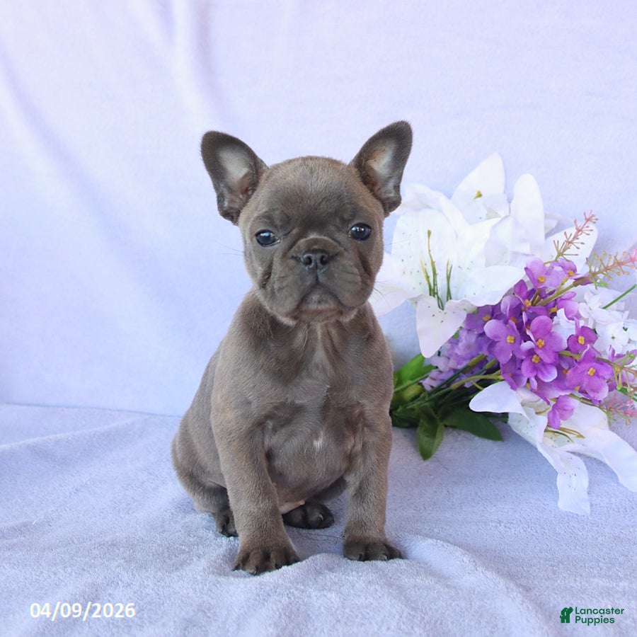 Frenchton dogs Ava  - Ad 1