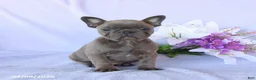 Frenchton dogs for sale: Ava  - Ad 1