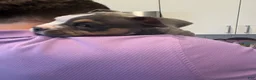 American Bully dogs for sale: American Bully 1 - Ad 10
