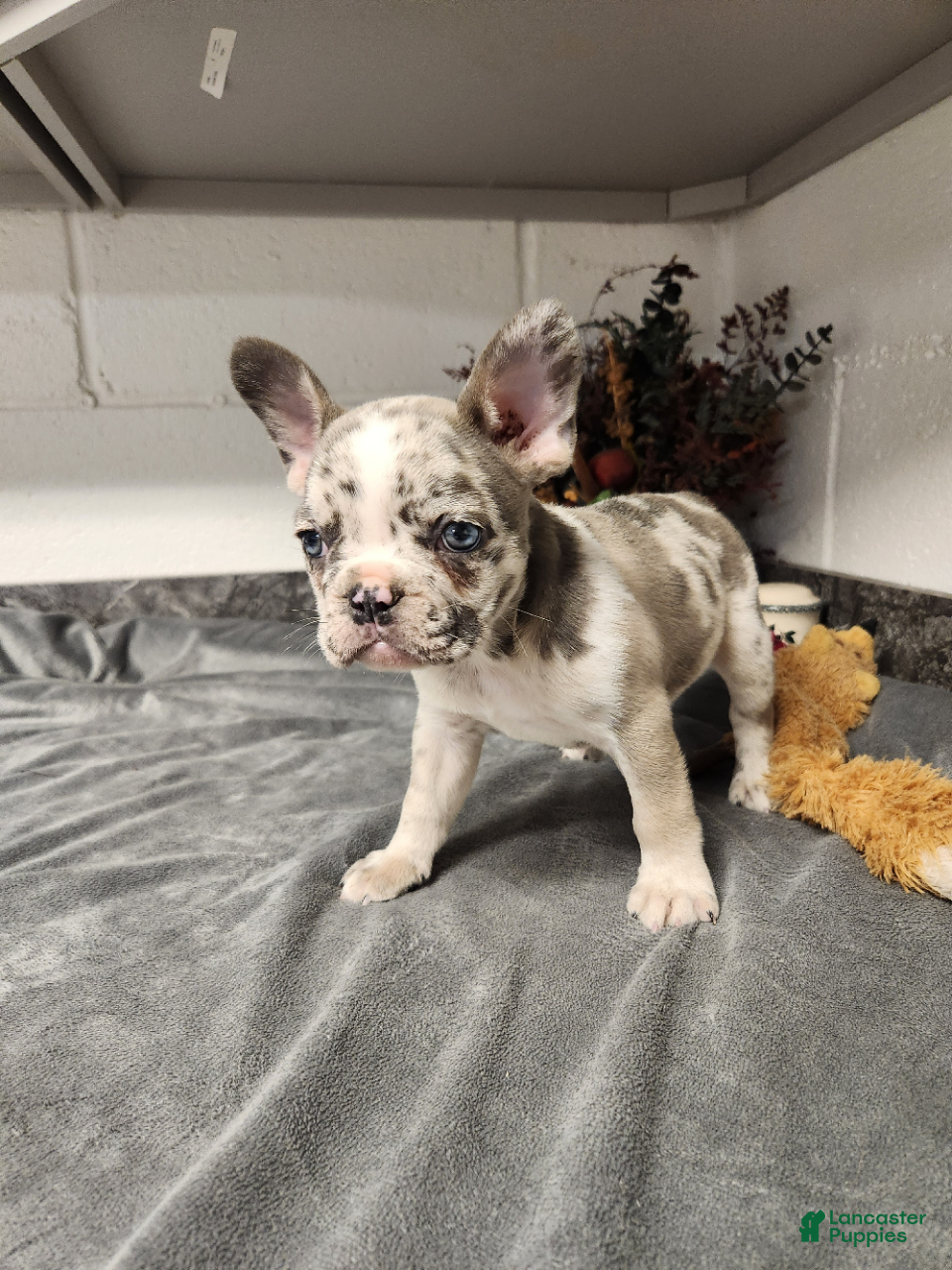 French Bulldog dogs Ashley - Ad 2