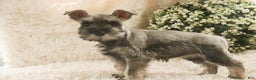 Miniature Schnauzer dogs for sale: Mario - Ad 3