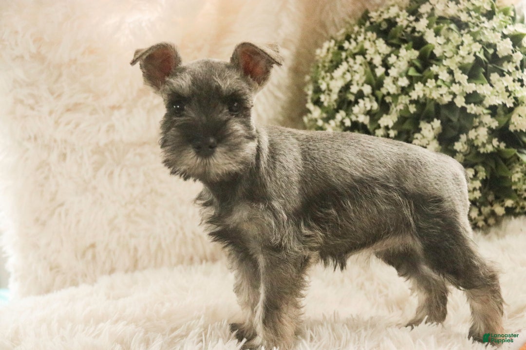 Miniature Schnauzer dogs for sale: Mario - Ad 3